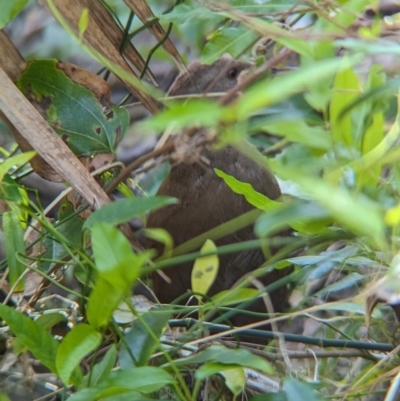 Hypotaenidia sylvestris (Lord Howe Woodhen) at Lord Howe Island, NSW - 16 Oct 2023 by Darcy