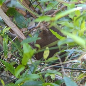 Hypotaenidia sylvestris at Lord Howe Island Permanent Park - 16 Oct 2023