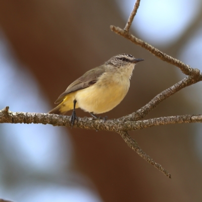 Acanthiza chrysorrhoa (Yellow-rumped Thornbill) at Dunlop Grasslands - 21 Nov 2023 by MichaelWenke