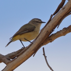 Acanthiza chrysorrhoa at Dunlop Grasslands - 21 Nov 2023