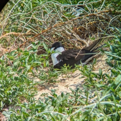 Onychoprion fuscatus (Sooty Tern) at Lord Howe Island - 16 Oct 2023 by Darcy