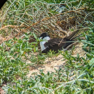 Onychoprion fuscatus (Sooty Tern) at Lord Howe Island, NSW - 16 Oct 2023 by Darcy