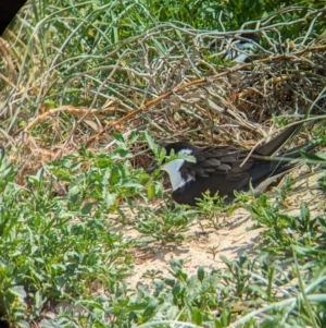 Onychoprion fuscatus at Lord Howe Island Permanent Park - 16 Oct 2023