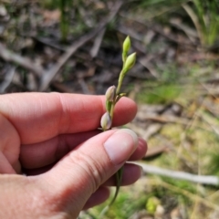 Thelymitra sp. (pauciflora complex) (Sun Orchid) at Rossi, NSW - 21 Nov 2023 by Csteele4