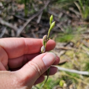 Thelymitra sp. (pauciflora complex) at QPRC LGA - suppressed