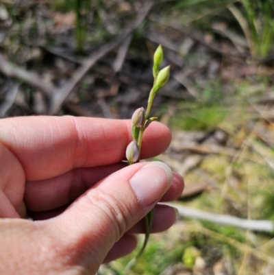 Thelymitra sp. (pauciflora complex) (Sun Orchid) at QPRC LGA - 21 Nov 2023 by Csteele4