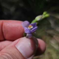 Thelymitra sp. (pauciflora complex) at QPRC LGA - 21 Nov 2023