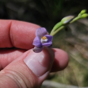 Thelymitra sp. (pauciflora complex) at QPRC LGA - 21 Nov 2023