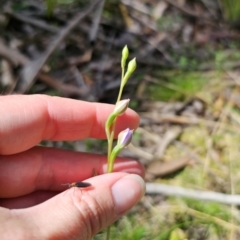 Thelymitra sp. (pauciflora complex) at QPRC LGA - 21 Nov 2023