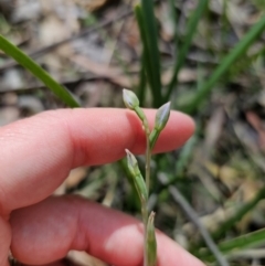 Thelymitra sp. (pauciflora complex) at QPRC LGA - 21 Nov 2023