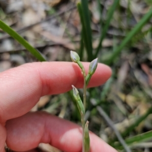 Thelymitra sp. (pauciflora complex) at QPRC LGA - suppressed