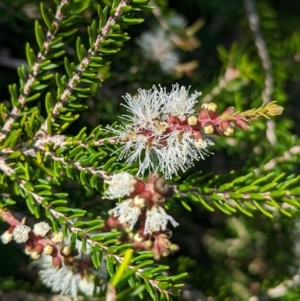 Melaleuca howeana at Lord Howe Island Permanent Park - 16 Oct 2023 11:45 AM