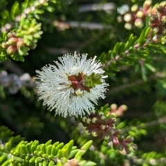 Melaleuca howeana at Lord Howe Island Permanent Park - 16 Oct 2023 11:45 AM