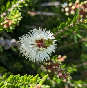 Melaleuca howeana at Lord Howe Island Permanent Park - 16 Oct 2023 11:45 AM