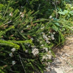 Melaleuca howeana at Lord Howe Island Permanent Park - 16 Oct 2023 11:45 AM