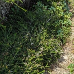 Melaleuca howeana at Lord Howe Island Permanent Park - 16 Oct 2023