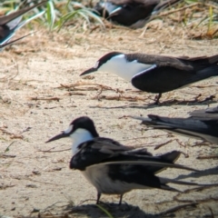 Onychoprion fuscatus (Sooty Tern) at Lord Howe Island - 16 Oct 2023 by Darcy