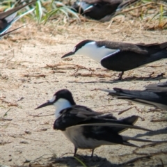 Onychoprion fuscatus (Sooty Tern) at Lord Howe Island, NSW - 16 Oct 2023 by Darcy