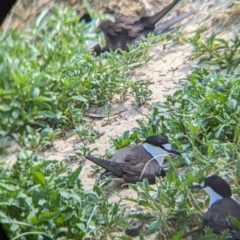 Onychoprion fuscatus at Lord Howe Island - 16 Oct 2023 11:48 AM