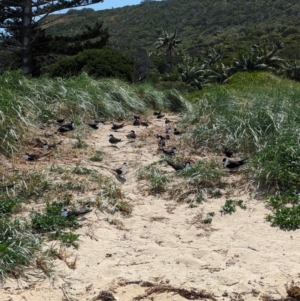 Onychoprion fuscatus at Lord Howe Island - 16 Oct 2023