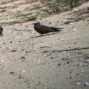 Anous stolidus at Lord Howe Island Permanent Park - 16 Oct 2023