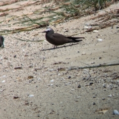 Anous stolidus (Common Noddy) at Lord Howe Island, NSW - 16 Oct 2023 by Darcy