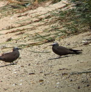 Anous stolidus at Lord Howe Island Permanent Park - 16 Oct 2023