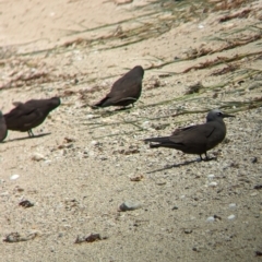 Anous stolidus at Lord Howe Island Permanent Park - 16 Oct 2023