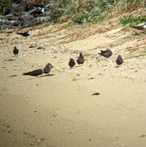 Anous stolidus at Lord Howe Island Permanent Park - 16 Oct 2023