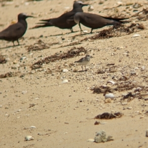 Calidris ruficollis at Lord Howe Island - 16 Oct 2023 11:55 AM