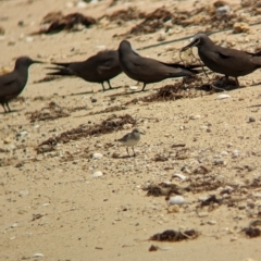 Calidris ruficollis at Lord Howe Island - 16 Oct 2023 11:55 AM