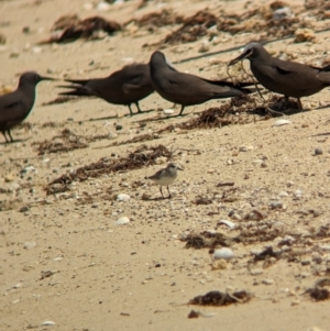 Calidris ruficollis at Lord Howe Island - 16 Oct 2023 11:55 AM