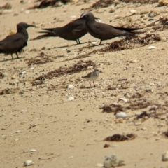 Calidris ruficollis at Lord Howe Island - 16 Oct 2023 11:55 AM
