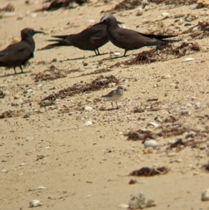 Calidris ruficollis at Lord Howe Island - 16 Oct 2023 11:55 AM