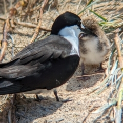 Onychoprion fuscatus at Lord Howe Island Permanent Park - 16 Oct 2023