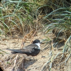 Onychoprion fuscatus at Lord Howe Island Permanent Park - 16 Oct 2023 11:56 AM