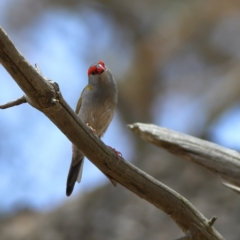 Neochmia temporalis (Red-browed Finch) at Dunlop Grasslands - 21 Nov 2023 by MichaelWenke