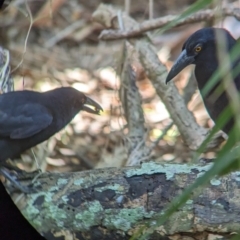 Strepera graculina crissalis (Lord Howe Pied Currawong) at Lord Howe Island - 16 Oct 2023 by Darcy