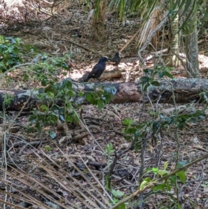 Strepera graculina crissalis at Lord Howe Island Permanent Park - 16 Oct 2023 12:40 PM