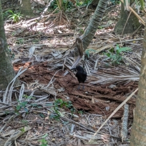 Strepera graculina crissalis at Lord Howe Island Permanent Park - 16 Oct 2023 12:40 PM