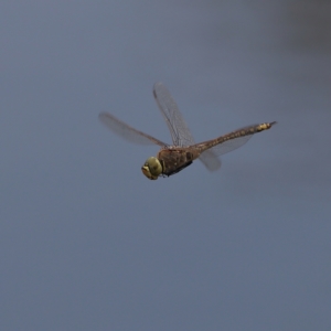 Anax papuensis at Dunlop Grasslands - 21 Nov 2023