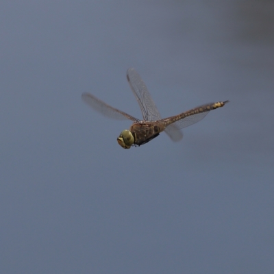 Anax papuensis (Australian Emperor) at Dunlop Grasslands - 21 Nov 2023 by MichaelWenke