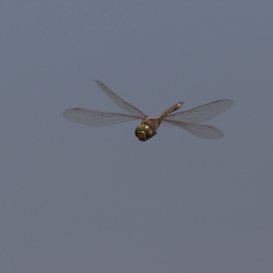 Anax papuensis at Dunlop Grasslands - 21 Nov 2023