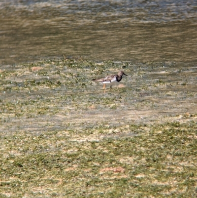 Arenaria interpres (Ruddy Turnstone) at Lord Howe Island, NSW - 16 Oct 2023 by Darcy