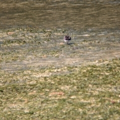 Arenaria interpres at Lord Howe Island - 16 Oct 2023