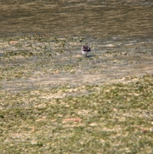 Arenaria interpres at Lord Howe Island - 16 Oct 2023 02:08 PM