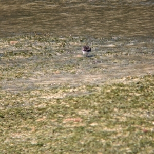 Arenaria interpres at Lord Howe Island - 16 Oct 2023