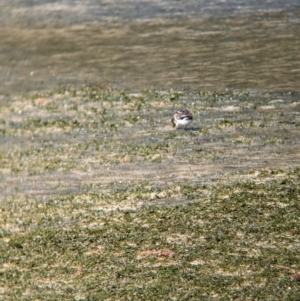 Arenaria interpres at Lord Howe Island - 16 Oct 2023