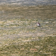 Arenaria interpres at Lord Howe Island - 16 Oct 2023 02:08 PM