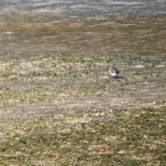 Arenaria interpres at Lord Howe Island - 16 Oct 2023